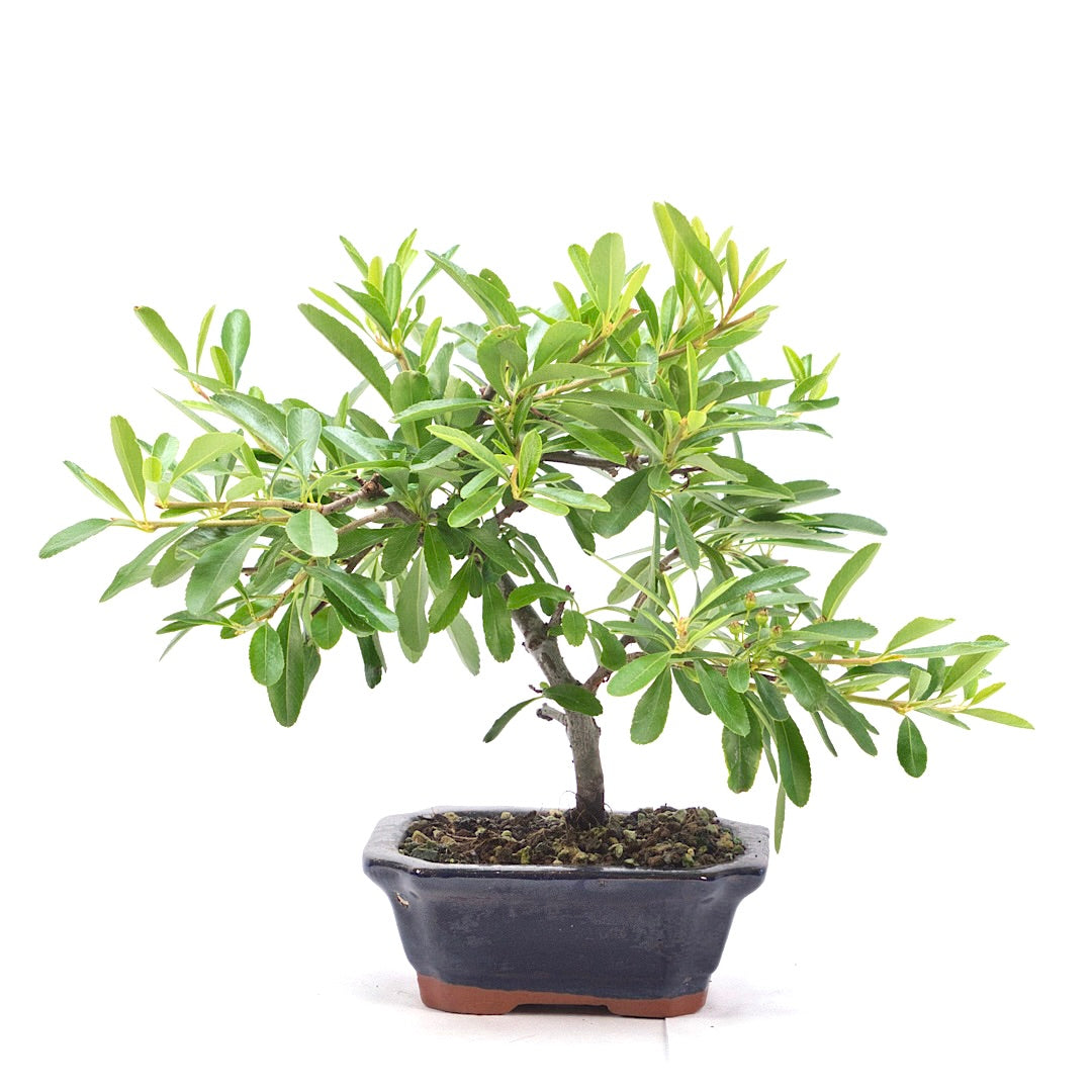 Schmalblättriger Feuerdorn 'Pyracantha angustifolia'